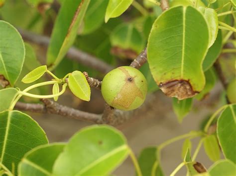 Of The Most Poisonous Tropical Rainforest Plants Earth