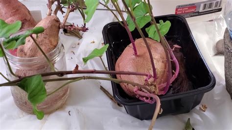 Growing Your Own Sweet Potato Plants Slipsupdate Youtube