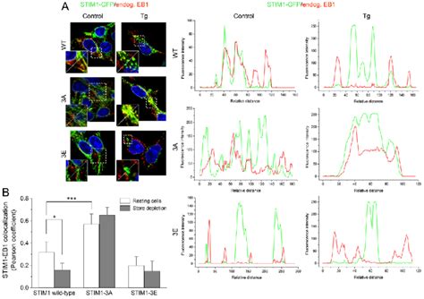 Stim Eb Colocalization In Hek Cells A Left Cells Expressing