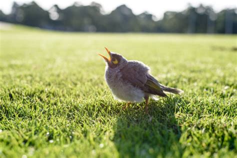 Miner Bird Stock Photos Pictures And Royalty Free Images Istock