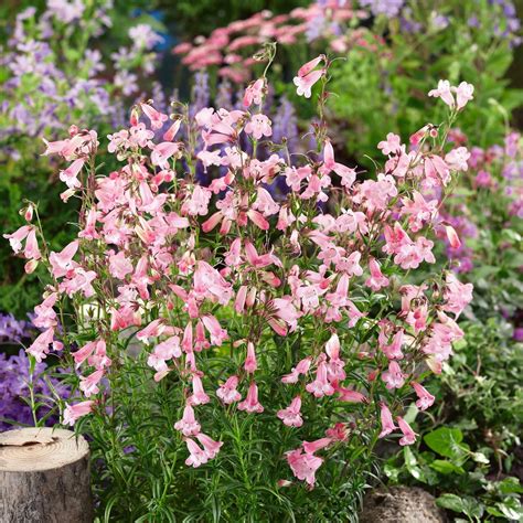 penstemon plants buy penstemon plants  penstemon  sale