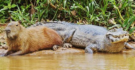 Capybara is the Most Chill Class : r/Tierzoo