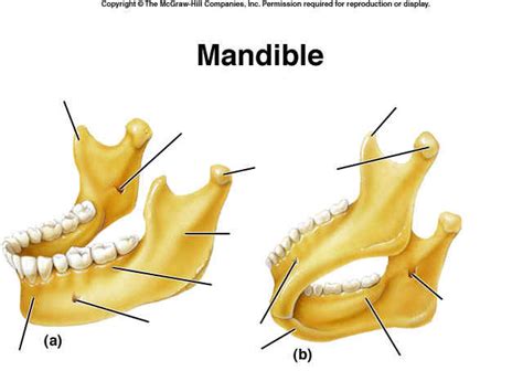 TMJ Anatomy Matching Mandible Diagram Quizlet