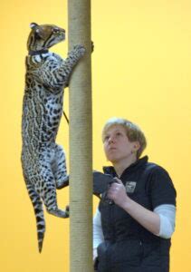 Ocelot Conservation - Cincinnati Zoo & Botanical Garden®