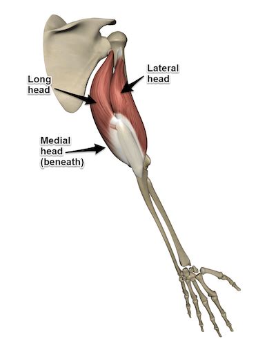 Reverse Grip Tricep Pushdown 101 | Form, Benefits & Alternatives!