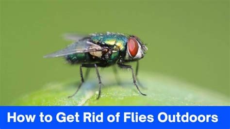 Discover 14 Secrets How To Get Rid Of Flies Outdoors With Ease 2024