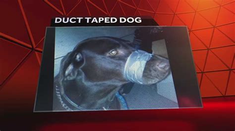 Woman Accused Of Taping Dogs Muzzle Shut Charged With Animal Cruelty