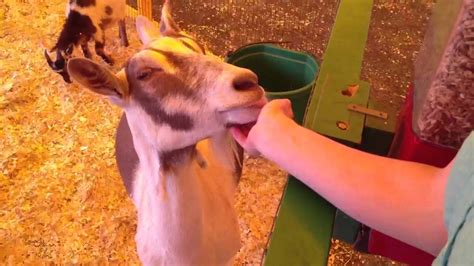 Goat Kisses Youtube