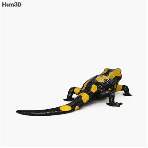 Salamander Hd 3d Model Animals On Hum3d