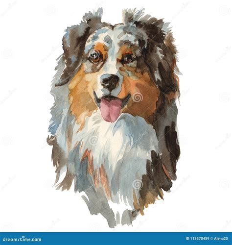 Australian Shepherd Dog Portrait Stock Illustration Illustration Of