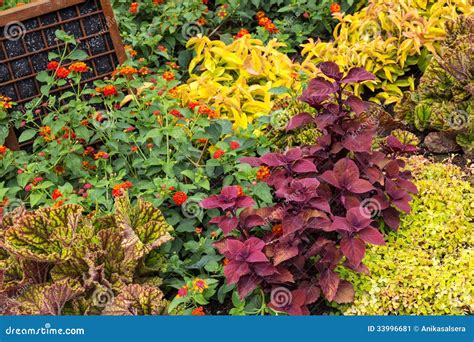 Colorful Variety Of Plants In A Garden Stock Image - Image: 33996681