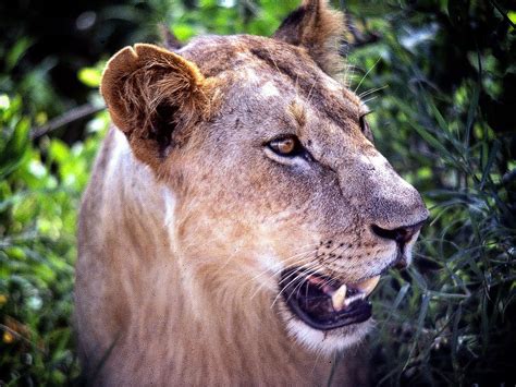 Rare Black Maned Ethiopian Lion Encounter