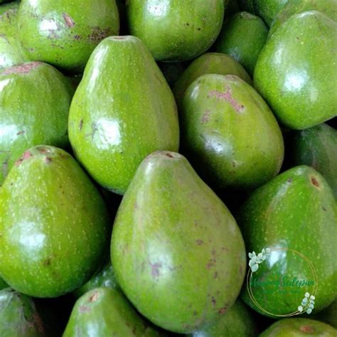 Jual 1 Kg Alpukat Mentega Super Alpukat Segar Premium Buah Segar