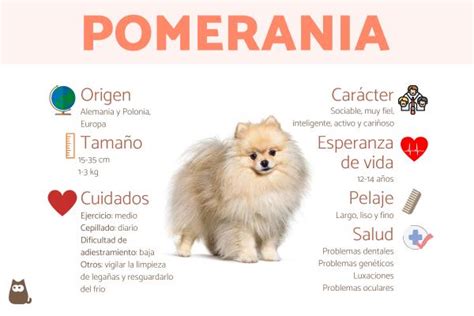 Con Qué Frecuencia Hay Que Pasear A Los Pomerania