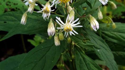 Whorled Wood Aster Oclemena Acuminata Western Carolina Botanical Club