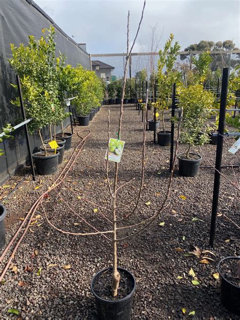 Apple Trees Westlake Nursery