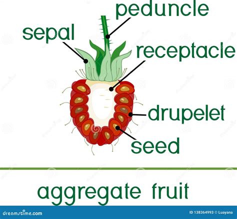 Parts Of Plant Morphology Of Raspberry Aggregate Fruit In Section