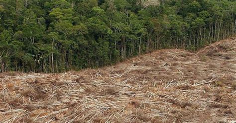 Governo Mentiu Sobre O Desmatamento Na COP26