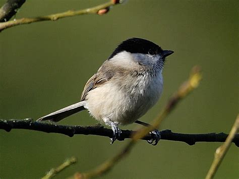 Bird Marsh Tit Poecile Palustris Wildlife Insight