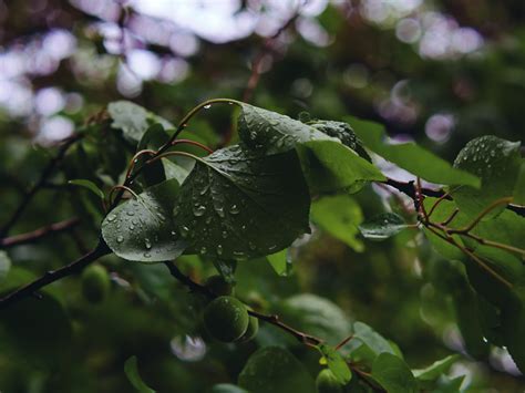 4k Nature Leaves Water Drops Macro Hd Wallpaper Rare Gallery