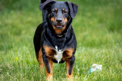 14 Rottweiler Mixes (With Info & Pictures) – Dogster