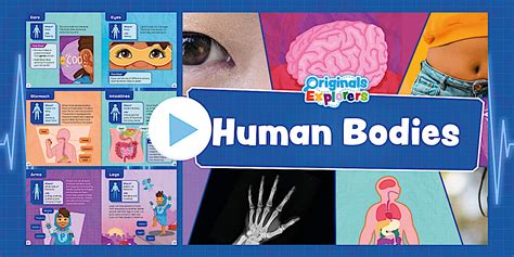 Originals Explorers Human Bodies Powerpoint Teacher Made