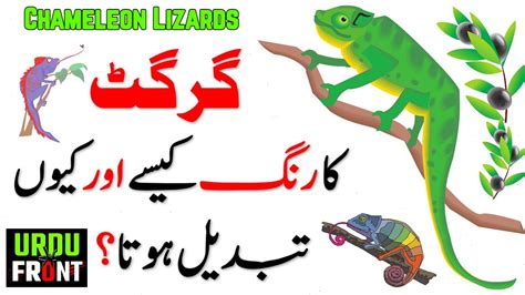 How And Why Do Chameleon Lizards Change Color The Real Reason