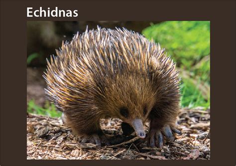 Echidnas - Studyladder Interactive Learning Games