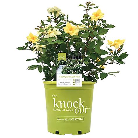 KNOCK OUT 3 Gal Sunny Knock Out Rose Bush With Yellow Flowers 13430