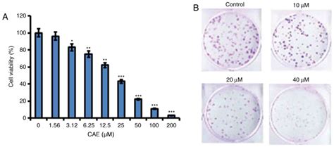 Anticancer Activity Of Caffeic Acid Nbutyl Ester Against A431 Skin