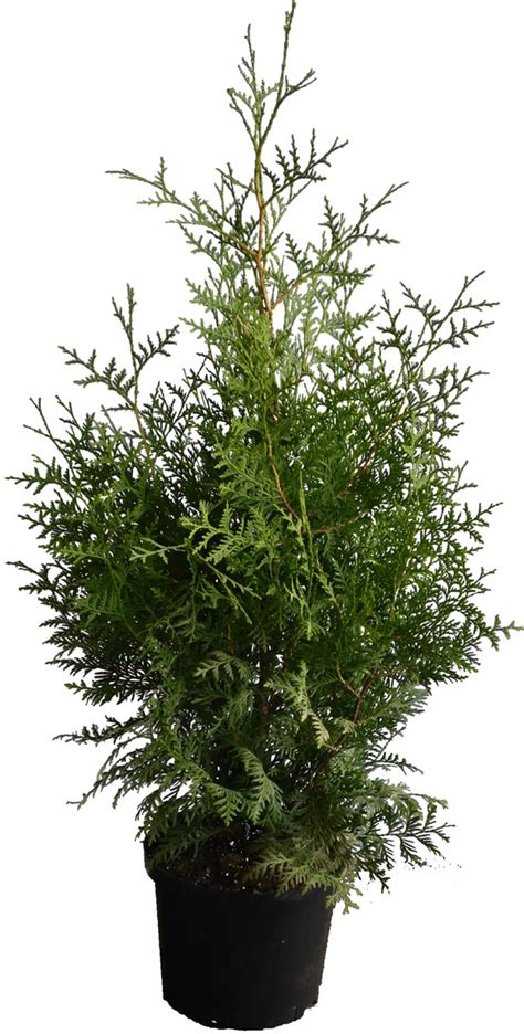 Lebensbaum Thuja Occidentalis Brabant H Cm L Container Von