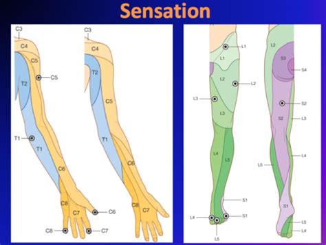 Dermatomes Of The Legs Flashcards Quizlet