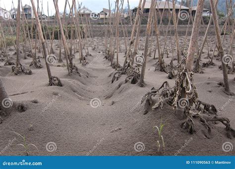 Volcanic Ash Cover Village In Indonesia Stock Image Image Of Cover