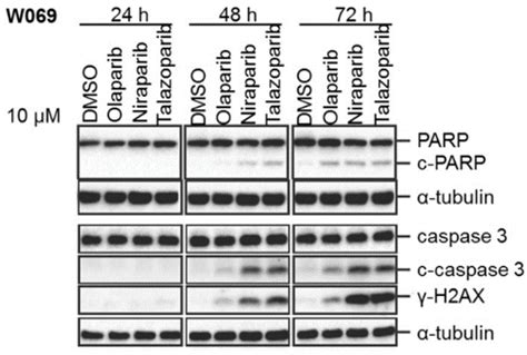 Talazoparib Bmn 673 9984hplc In Stock Parp Inhibitor