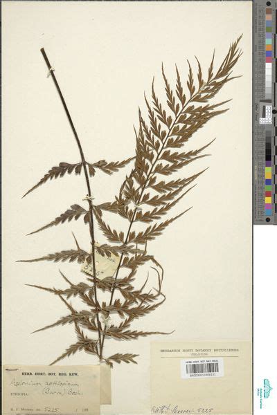 Asplenium Aethiopicum Burm F Bech Europeana