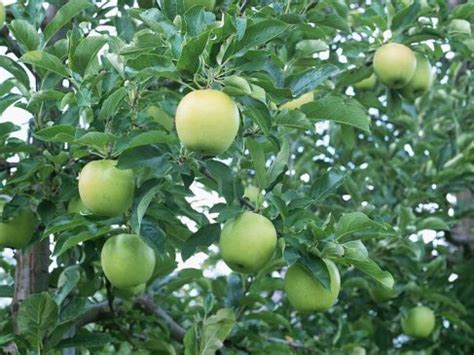 Elma Ağacı Bakımı - Çiçek Bakımı ve Anlamları