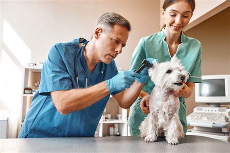 The Best Wellness Services For The Pets Texas Wellness Spay Neuter