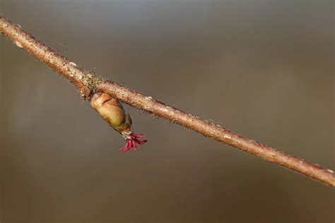 Pruning Hazelnut Tree: When And How? - Gardeninguru