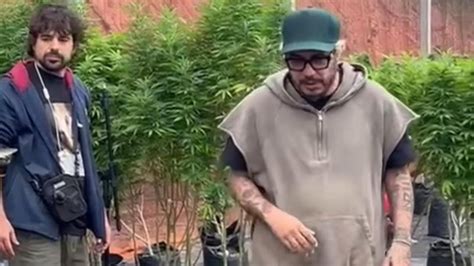 Planet Hemp Grava Clipe Na Maior Fazenda De Maconha Legalizada Do