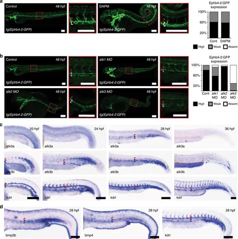 Notch Independent Alk A B Signalling Is Involved In Venous Identity In