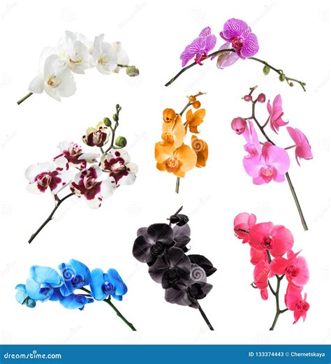 Set with Different Color Orchid Flowers Stock Image - Image of gardening, object: 133374443