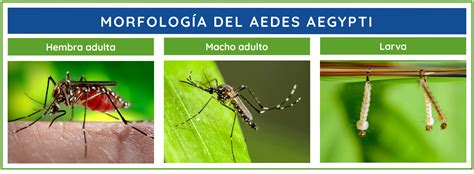 Cómo Diferenciar Aedes Aegypti Vs Culex Pipiens Y Su Control Gleba