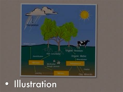 Decomposition And The Nitrogen Cycle By Brittany