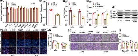 Rnabinding Protein Dhx Promotes Glioma Growth And Tumorassociated