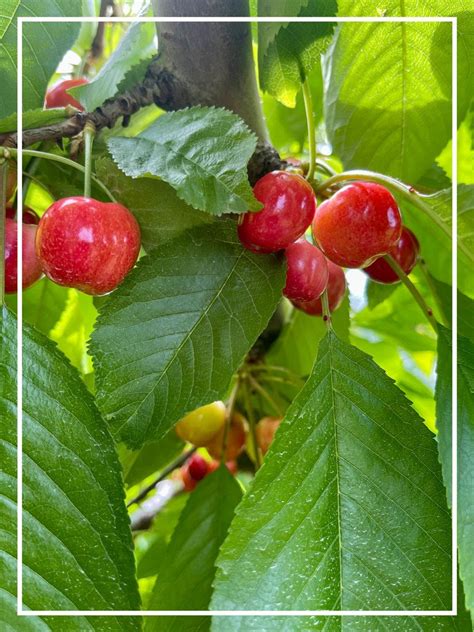 Columbia Gorge Cherry Harvest Forecast Better Late Than Never