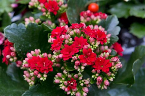 Kalanchoe Care: How To Care For A Kalanchoe Plant | BBC Gardeners World ...