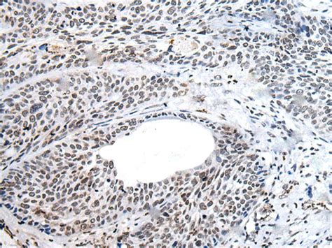 nanog antibody sab signalway antibody