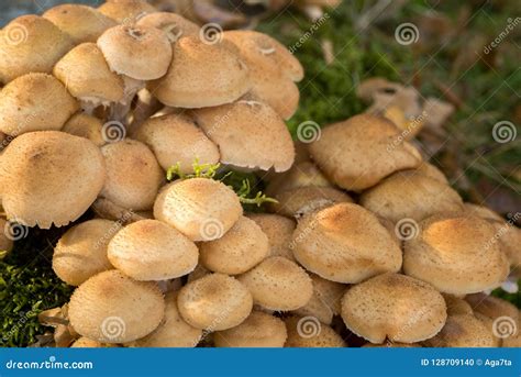 Mellea Do Armillaria Fungo De Mel Foto De Stock Imagem De Objeto