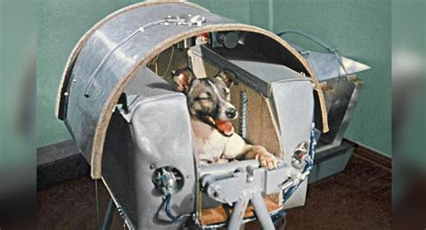 La Historia De Laika La Primera Perrita En Ser Lanzada Al Espacio A