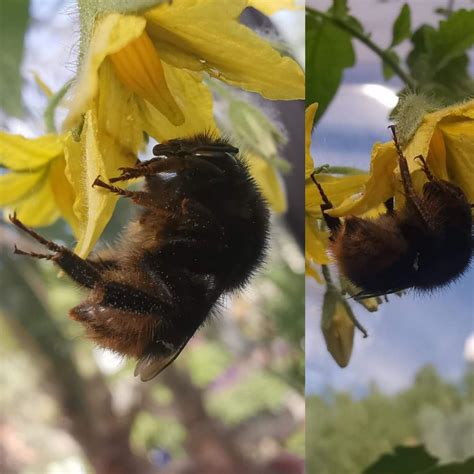 Hey Y All We Found This Fellow In Our Garden In Stockholm Sweden We Are Not Sure If This Is A